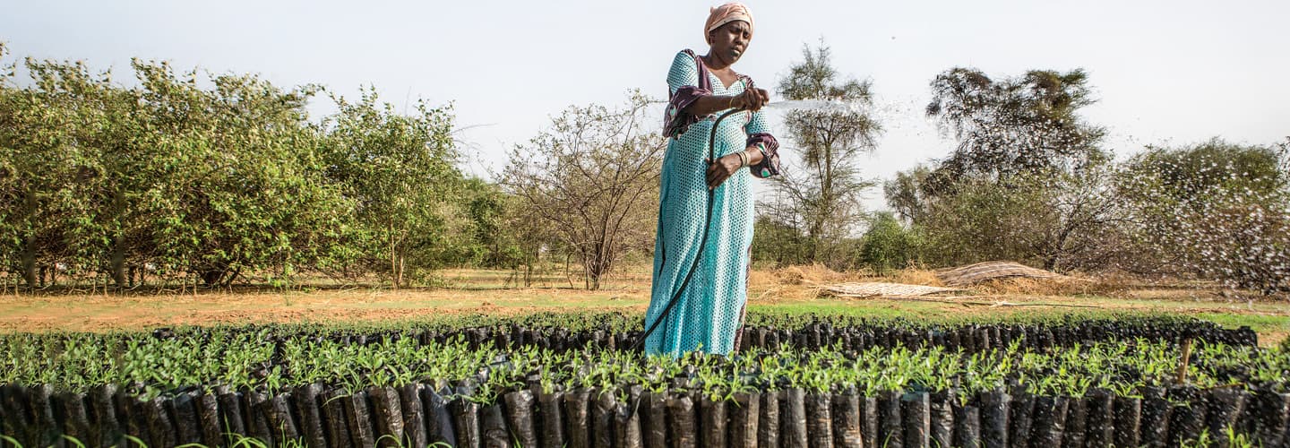 A person in a field watering the plants