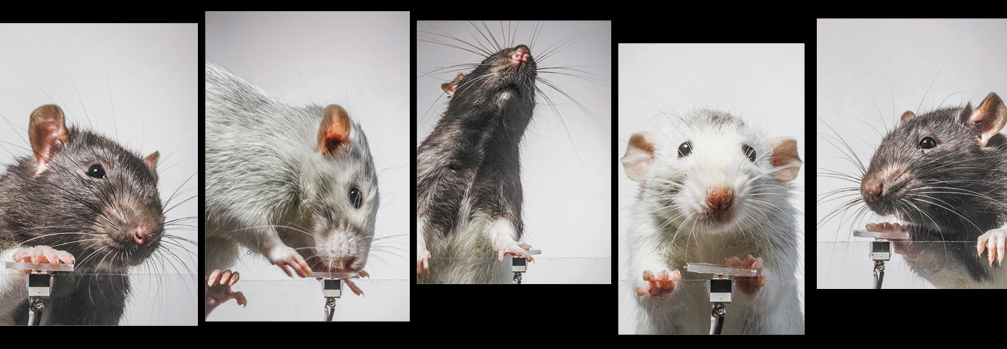 Images of different mice pushing on a lever