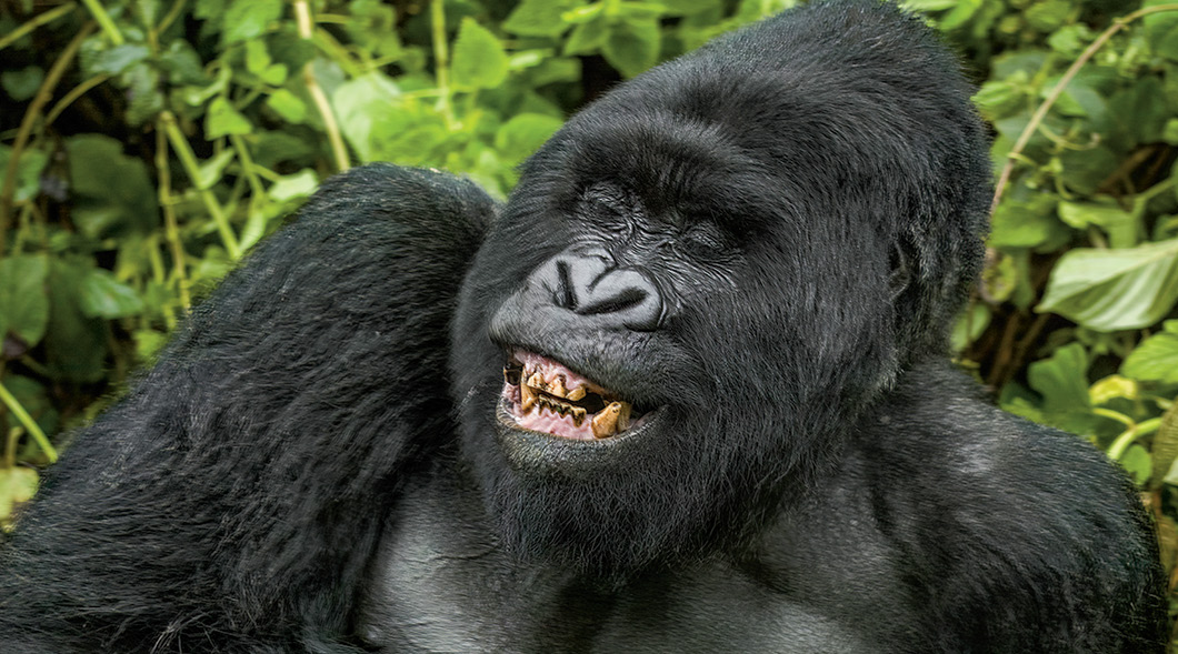 Photo of a gorilla laughing