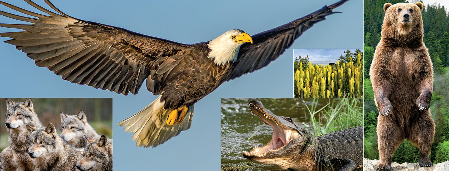 Images of Bald Eagle, crocodile, wolves, and a brown bear