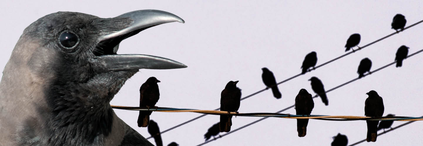 Image of crows on telephone wire