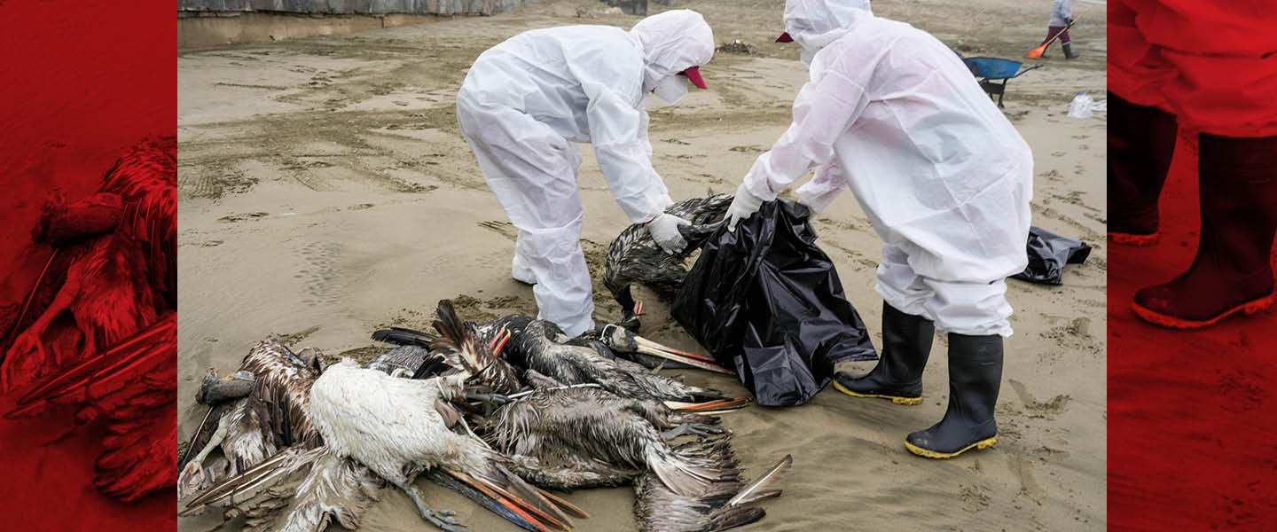 workers in hazmat suits collect dead pelicans