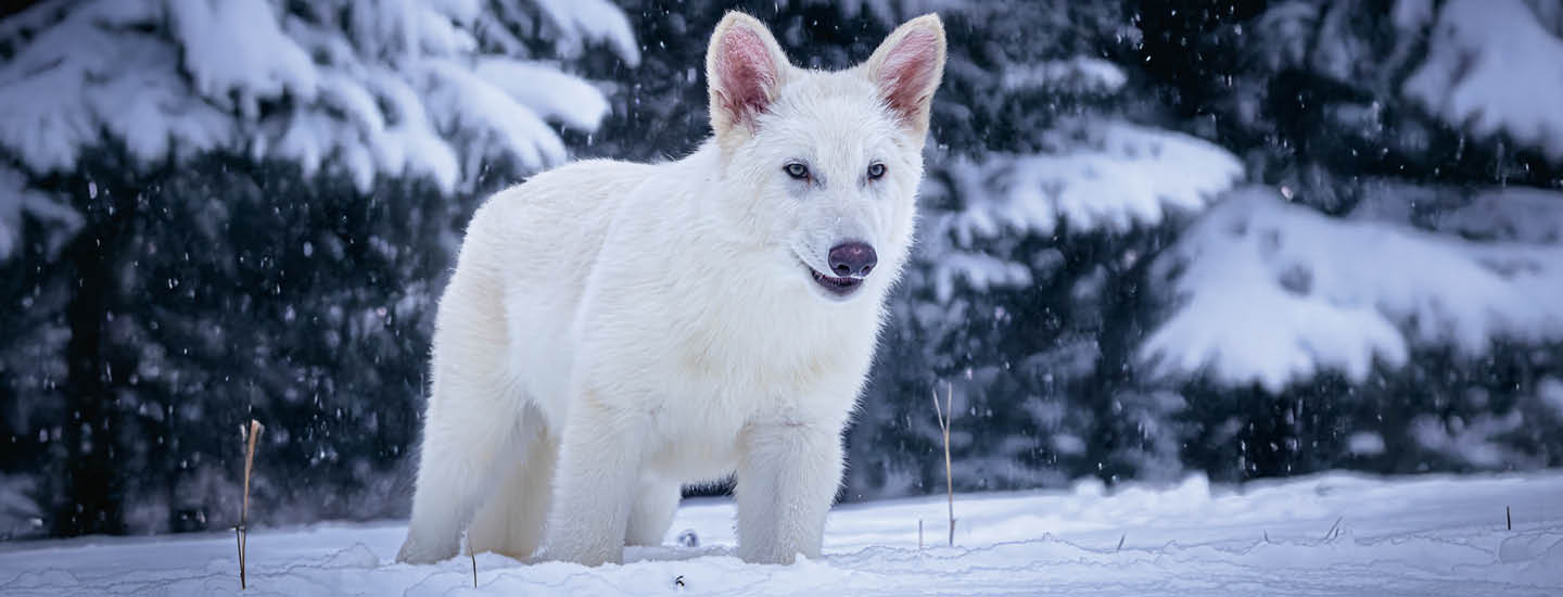 Image of a white wolf in the snow